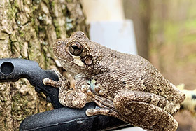 Bird-voiced treefrog sitting on the PVC trap. This species can be identified by their green flash on the side of their body, near their legs. 